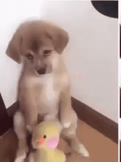 Puppy Sitting On Box With Duck On Back GIF