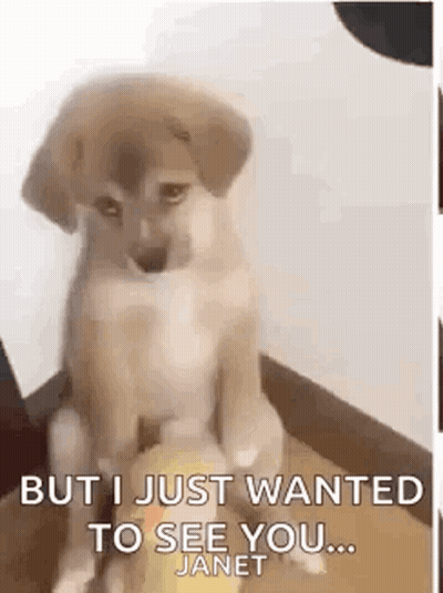 Puppy Sitting On Box With Janet Text GIF