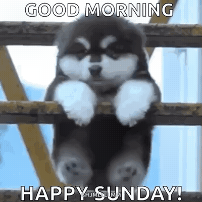 Puppy Sitting On Fence Saying Good Morning GIF