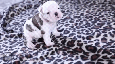 Puppy Sitting On Leopard Print Blanket GIF