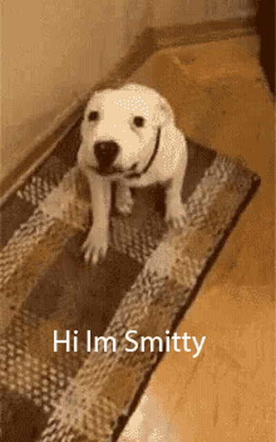 Puppy Sitting On Rug Saying Hi Im Smitten GIF