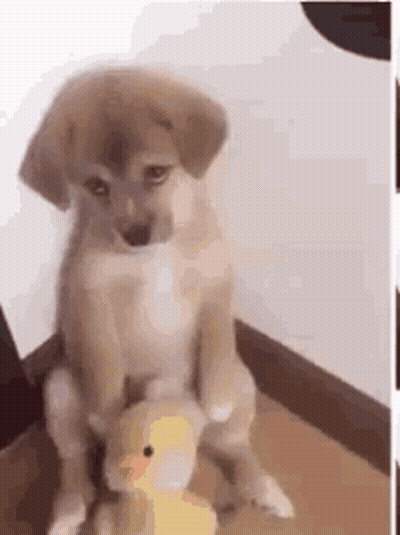 Puppy Sitting On Stuffed Duck Looking At Camera GIF