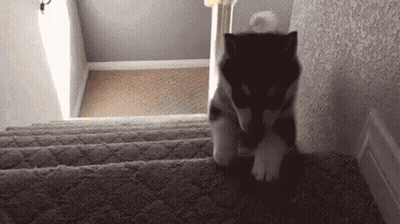 Puppy Sitting On Stuffed Duck Looking At Camera GIF