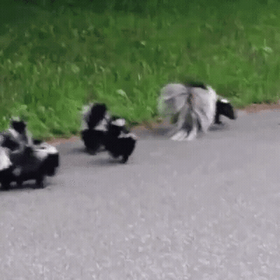 Puppy Sitting On Stuffed Duck Looking At Camera GIF
