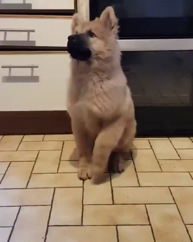 Puppy Sitting With Ball In Mouth GIF