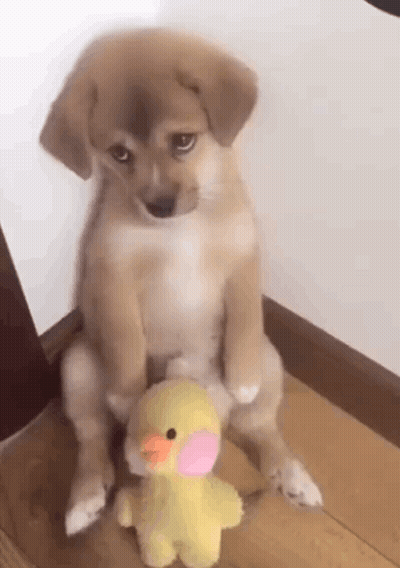 Puppy Sitting With Stuffed Duck GIF