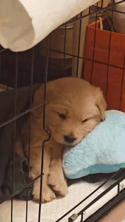 Puppy Sleeping In Cage With Blue Pillow GIF