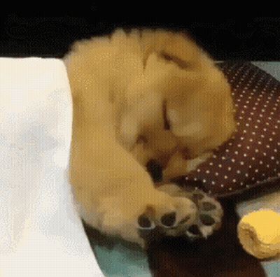 Puppy Sleeping Next to Pillow