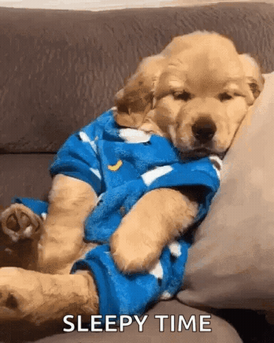 Puppy Sleeping On Couch In Blue Shirt GIF