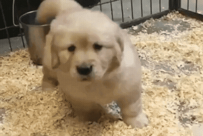 Puppy Standing In Wood Shavings GIF