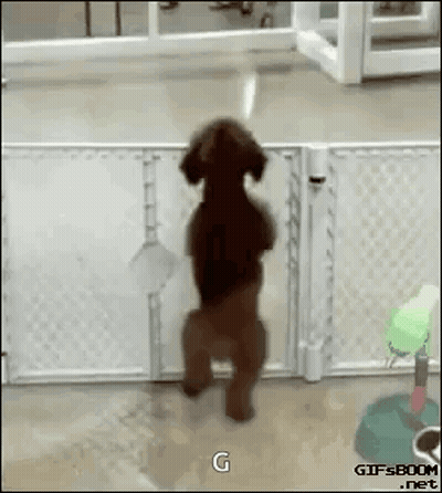 Puppy Standing On Hind Legs GIF