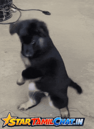 Puppy Standing on Hind Legs in Front of Star Tamil Chat.in Logo