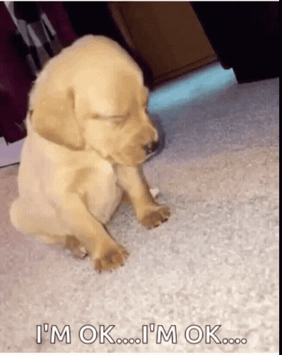 Puppy Standing On Hind Legs In Window Saying Omg You To GIF