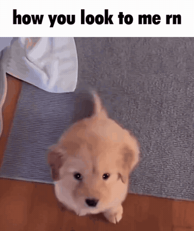 Puppy Standing On Hind Legs Looking Up GIF