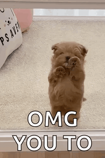 Puppy Standing On Hind Legs Omg You To GIF