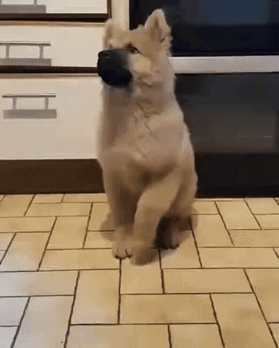 Puppy Standing On Hind Legs With Ball GIF