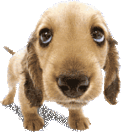 Puppy Sticker GIF