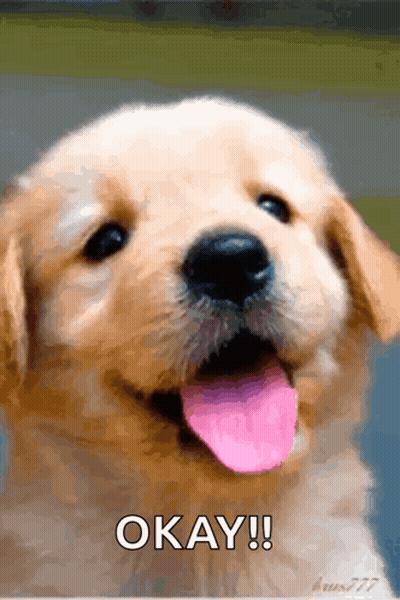 Puppy Sticking Tongue Out Saying Okay GIF