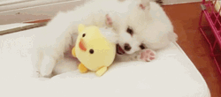 Puppy Stuffed Toy Duck GIF