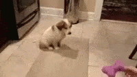 Puppy Toy Catch Fail GIF