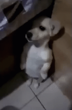 Puppy Under The Table Hiding Meme GIF