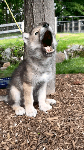 Puppy Under Tree With Mouth Wide Open GIF
