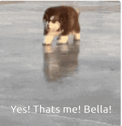 Puppy Walking On Ice Yes Thats Me Bella GIF