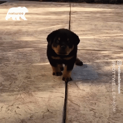 Puppy Walking On Sidewalk With Naturee Logo GIF
