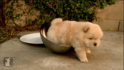 Puppy Walking Out Of Bowl With Letter F GIF