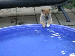 Puppy Water Pool Play Cute Animal