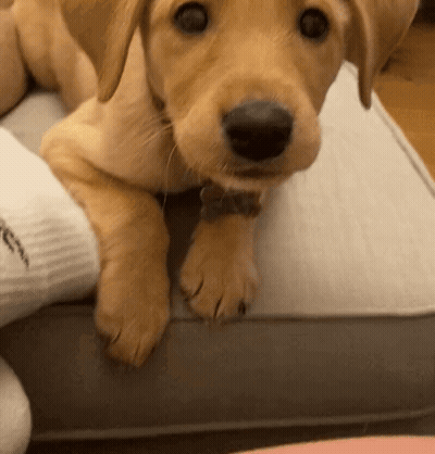 Puppy Wearing Bow Tie Laying On Couch GIF