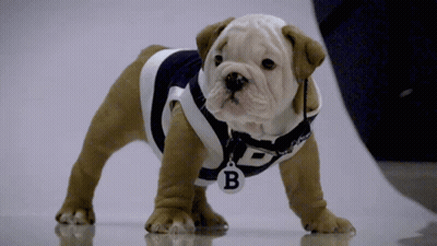 Puppy Wearing Jersey With Letter B GIF