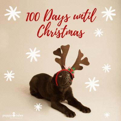 Puppy Wearing Reindeer Antlers 100 Days Until Christmas GIF