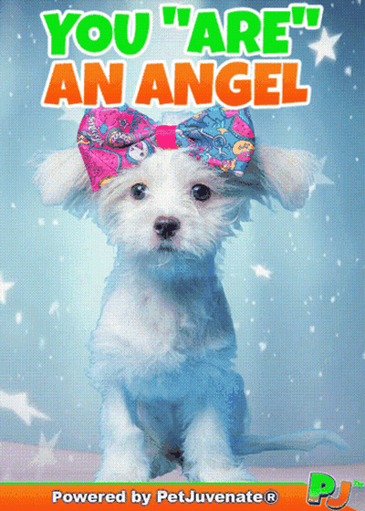 Puppy With Bow Saying You Are An Angel GIF