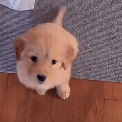 Puppy With Ponytail Standing GIF