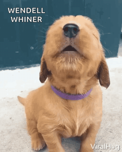 Puppy With Purple Collar Says We Dell Whiner GIF