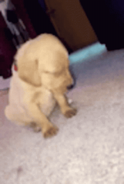 Puppy With Red Collar Laying On Floor GIF