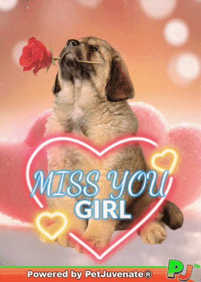 Puppy With Rose In Mouth Saying Miss You Girl GIF