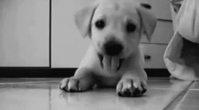Puppy With Tongue Hanging Out GIF