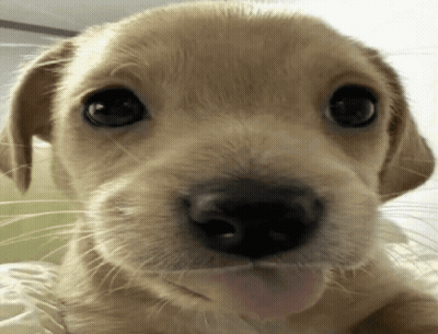 Puppy with Tongue Hanging Out
