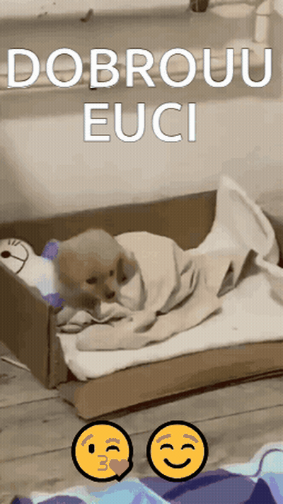 Puppy Wrapped In Blanket In Cardboard Box Dobrou Euci GIF