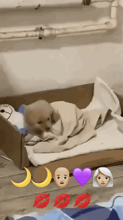 Puppy Wrapped In Blanket In Cardboard Box With Emojis GIF