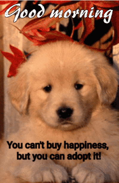 Puppy You Cant Buy Happiness But You Can Adopt It GIF