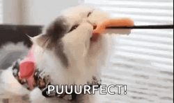 Purfect Yummy Sushi GIF