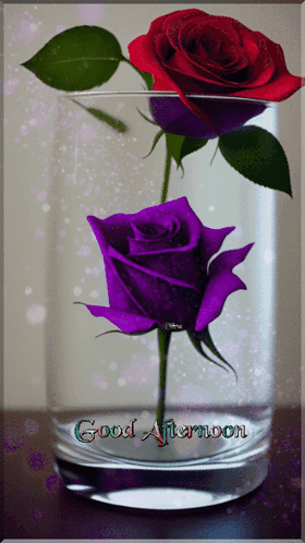 Purple And Red Roses In A Glass With The Words Good Afternoon Written On The Bottom GIF
