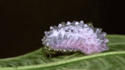 Purple And White Caterpillar On Leaf GIF