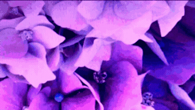 Purple And White Flowers Close Up GIF