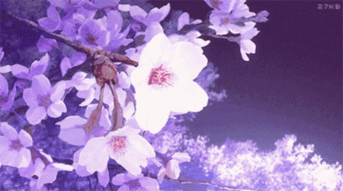 Purple And White Flowers On A Tree Branch GIF
