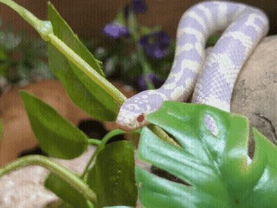 Purple And White Snake Sitting On Green Plant GIF