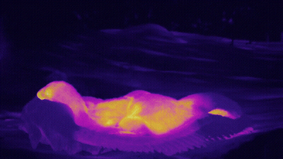 Purple and Yellow Duck Laying on Ground